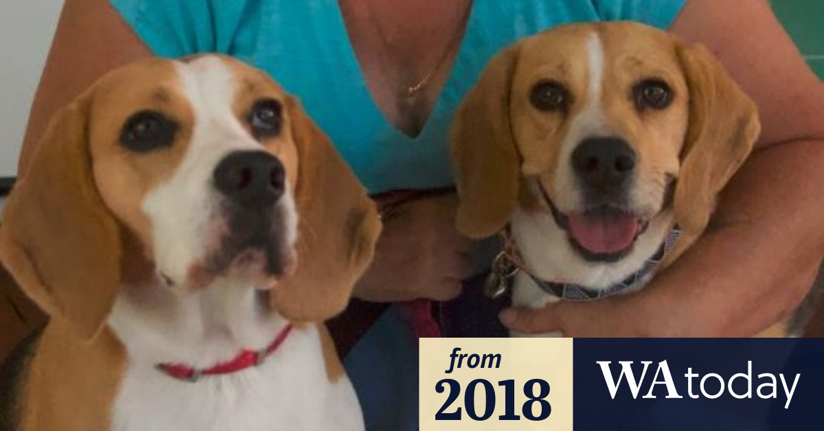 Perth's first pet food bank keeping pets with families